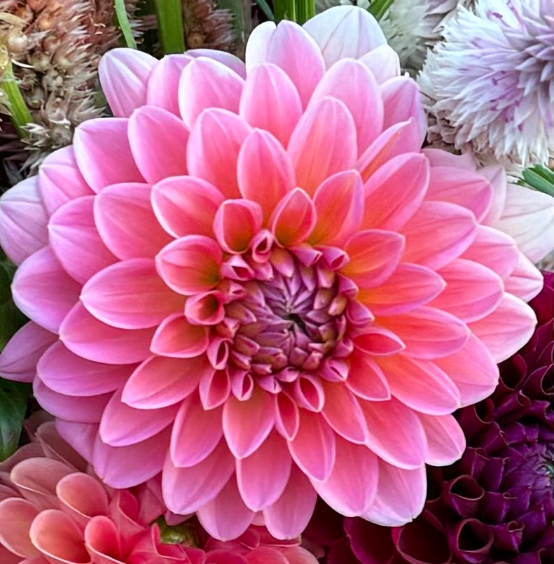 Dahlia seeds- (seed parent Doris duke)