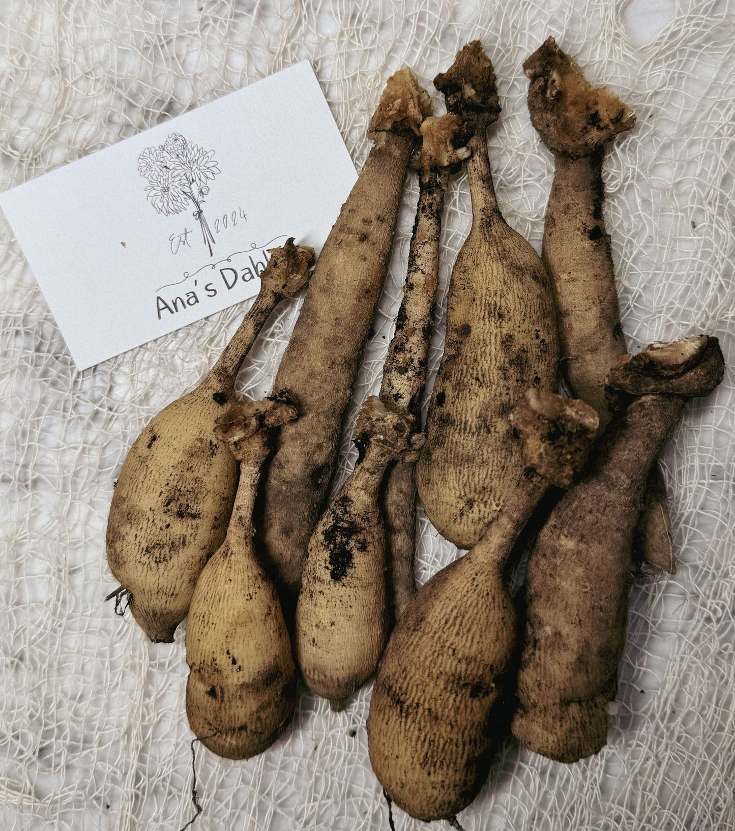 Mystery tuber