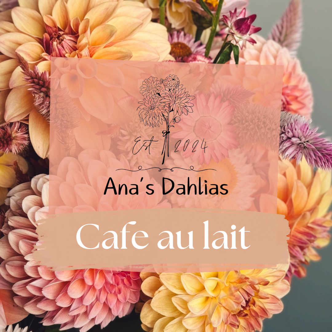 Cafe au lait