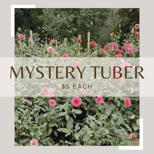 Mystery tuber