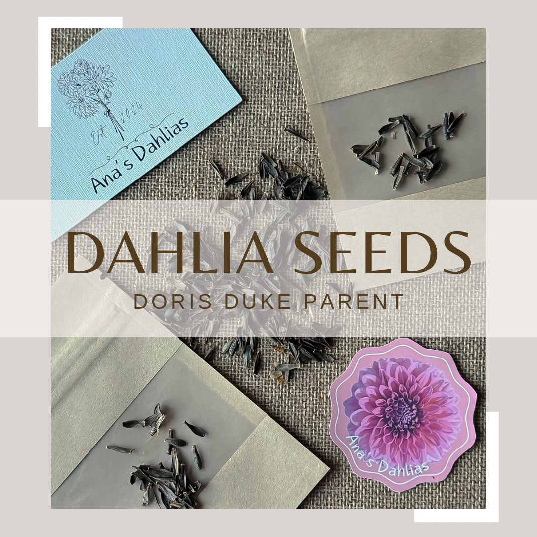 Dahlia seeds- (seed parent Doris duke)