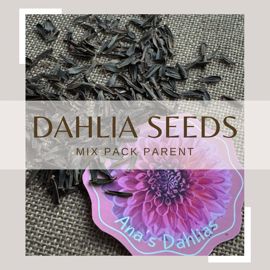 Dahlia seeds (mix parent plants)