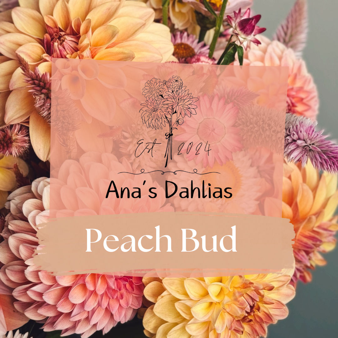Peach Bud