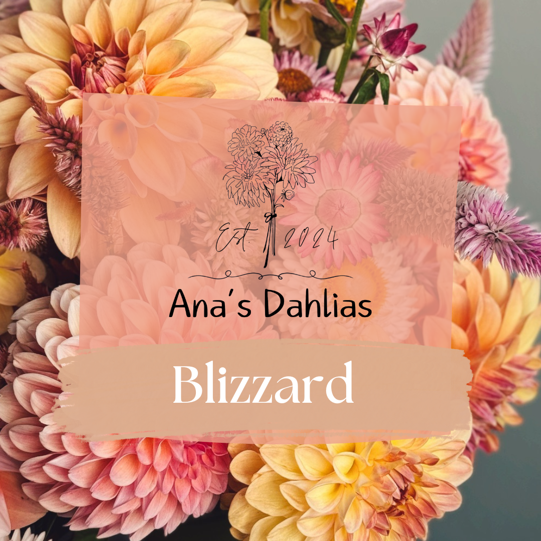 Blizzard