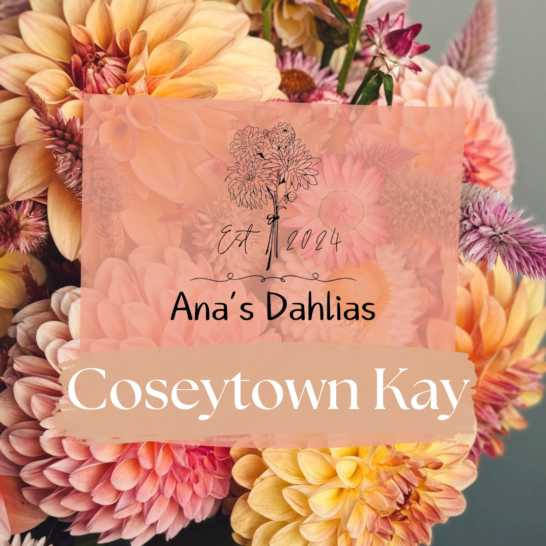 Coseytown Kay