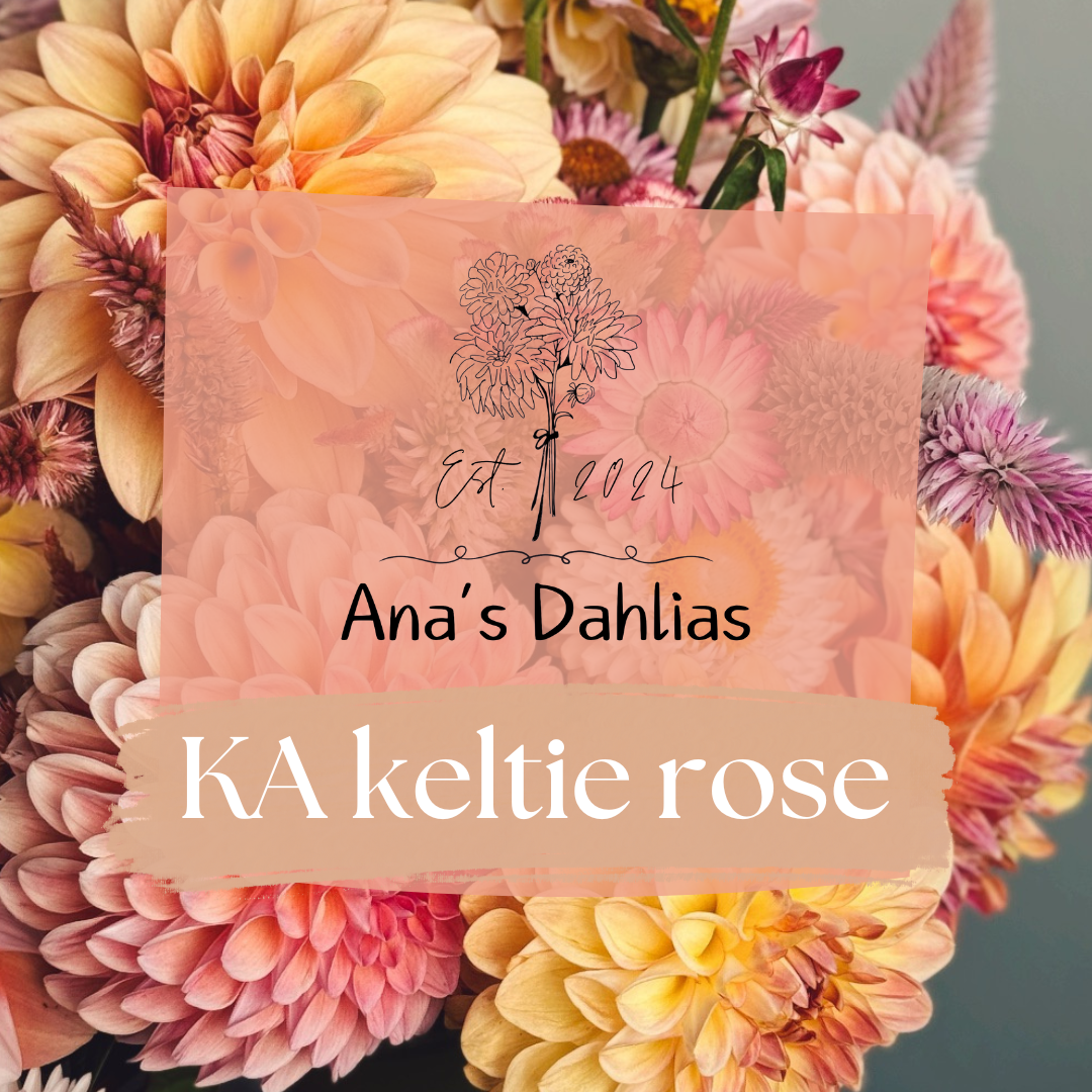 KA Keltie Rose